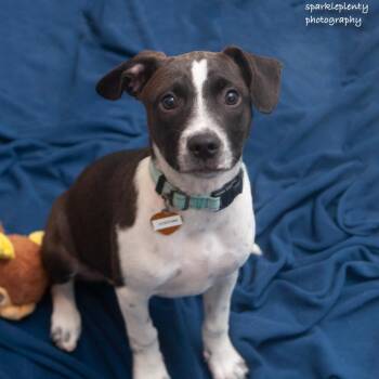 Josephine -  Mixed Breed Dog for Adoption in Ridgefield, Connecticut - Josephine | PetCurious