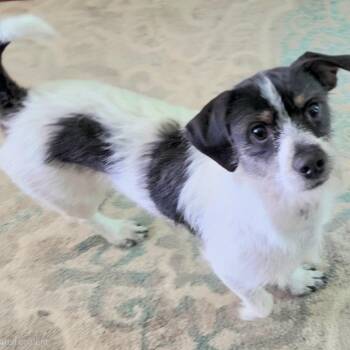 Rat Terrier Dogs Available for Adoption in Pineville, Missouri - Oreo | PetCurious
