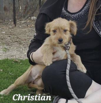 Terrier and Chihuahua Dogs Available for Adoption - Christian Lonestar | PetCurious