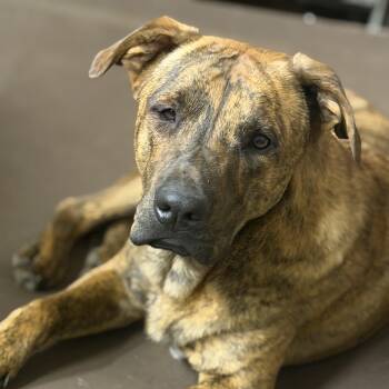 Plott Hound Dogs Available for Adoption - Jeep (200.00 Adoption Fee) | PetCurious