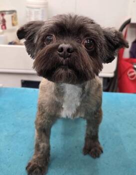 Shih Tzu Dogs Available for Adoption in Washington, District Of Columbia - Dexter | PetCurious