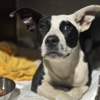 Pit Bull Terrier Dogs Available for Adoption in Fort Smith, Arkansas - Rune | PetCurious