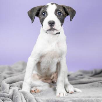 Easter -  Mixed Breed Dog for Adoption in Portland, Oregon - Easter | PetCurious