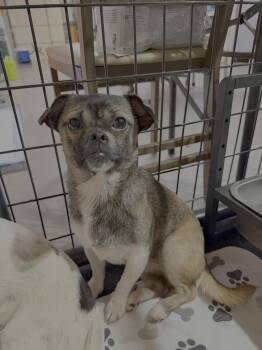 Rocket -  Chihuahua Dog Available for Adoption in Knoxville, Tennessee - Rocket | PetCurious