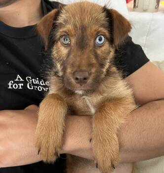 Terrier Dogs Available for Adoption in Brooklyn Center, Minnesota - Tulip | PetCurious