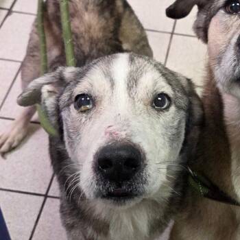 Mixed Breed Dogs Available for Adoption in Charleston, West Virginia - Gannicus | PetCurious