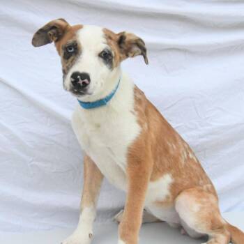 Sprinkles -  Shepherd and Mixed Breed Dog for Adoption - Sprinkles | PetCurious