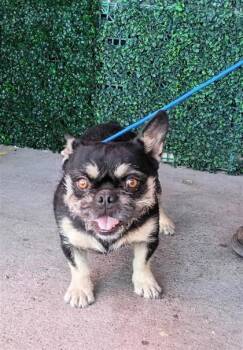 61235360 -  French Bulldog and Terrier Dog for Adoption in El Paso, Texas - 61235360 | PetCurious