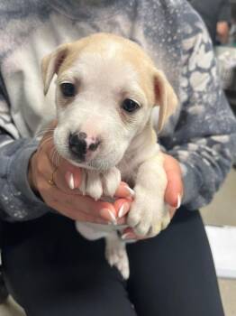 Harbor -  Terrier Dog for Adoption in Hopkinsville, Kentucky - Harbor | PetCurious