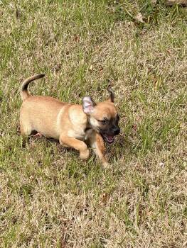 Puggle and Chihuahua Dogs Available for Adoption - Lucy | PetCurious