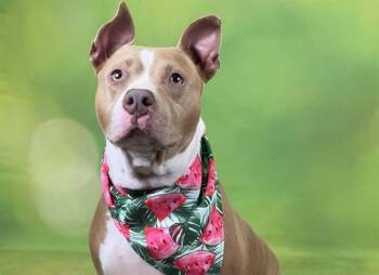 SADIE -  Bull Terrier and Mixed Breed Dog for Adoption in Fort Lauderdale, Florida - SADIE | PetCurious