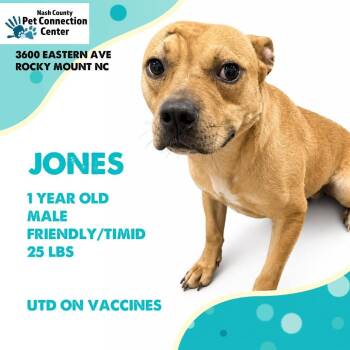 JONES  Available NOW - ADOPTION or RESCUE! -  Mixed Breed Dog for Adoption in Nashville, North Carolina - JONES  Available NOW - ADOPTION Or RESCUE! | PetCurious