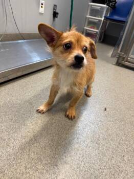 Ike -  Terrier Dog for Adoption in Bloomington, Indiana - Ike | PetCurious
