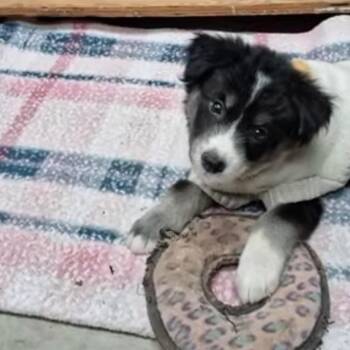 Nadia -  Mixed Breed Dog for Adoption in Huntsville, Alabama - Nadia | PetCurious