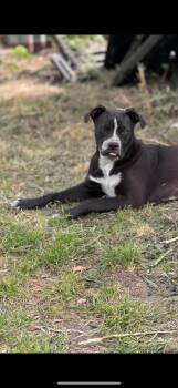 Rescue Labrador Retriever and Pit Bull Terrier Dogs for Adoption in Magnolia, Texas - Costello | PetCurious