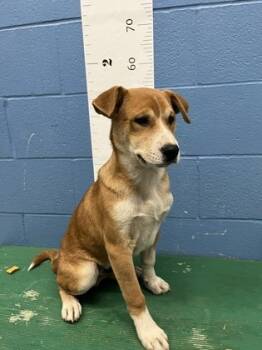 Rescue Carolina Dog and Mixed Breed Dogs for Adoption in Seneca, South Carolina - Bugs Bunny $125 | PetCurious