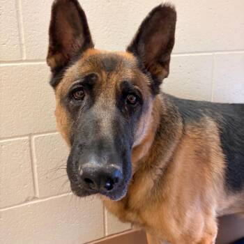 Frito Pie -  German Shepherd Dog Dog for Adoption in Reno, Nevada - Frito Pie | PetCurious