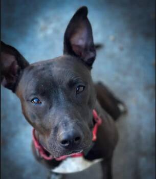 Mixed Breed Dogs Available for Adoption - MAMA | PetCurious