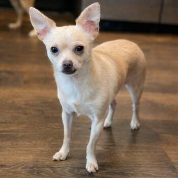Chihuahua Dogs Available for Adoption in Mead, Colorado - Tim | PetCurious