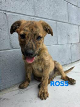 Shepherd and Hound Dogs Available for Adoption in Brooksville, Florida - Ross | PetCurious