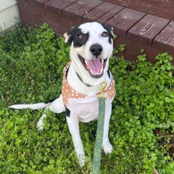 Collie Dogs Available for Adoption - Nova Rose (New Digs) | PetCurious