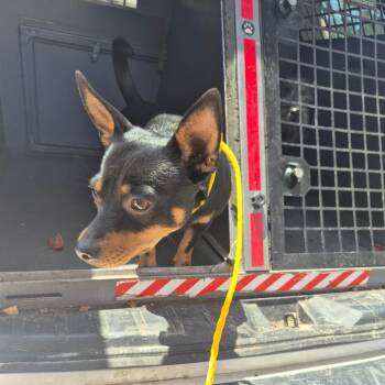 Chihuahua and Mixed Breed Dogs Available for Adoption in Montgomery, Alabama - Crown | PetCurious