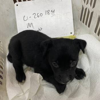 Turk -  Pit Bull Terrier Dog for Adoption in Columbia, Missouri - Turk | PetCurious