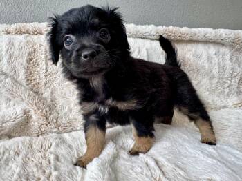 Chihuahua and Mixed Breed Dogs Available for Adoption in Coachella, California - Mary | PetCurious