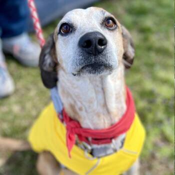Hound and Terrier Dogs Available for Adoption in Bloomfield, Connecticut - Walter | PetCurious