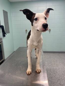 Rescue Terrier Dogs for Adoption in Athens, Tennessee - Katie | PetCurious