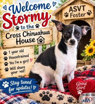 Stormy -  Chihuahua Dog for Adoption in Montgomery, Texas - Stormy | PetCurious