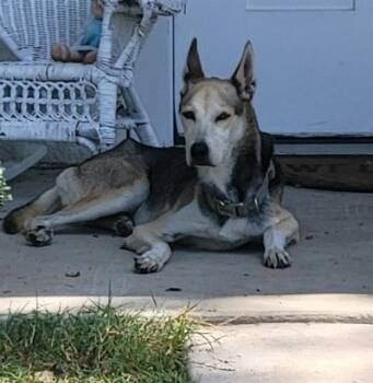 ADIRONDACK -  Shepherd and Husky Dog for Adoption in San Antonio, Texas - ADIRONDACK | PetCurious