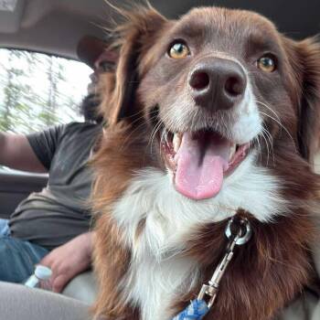 Mixed Breed Dogs Available for Adoption in Wando, South Carolina - Kassi | PetCurious