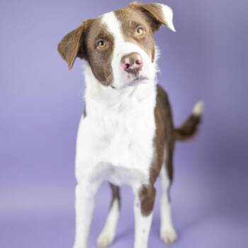 Willow -  Mixed Breed Dog for Adoption in Portland, Oregon - Willow | PetCurious