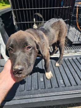 Labrador Retriever and Mixed Breed Dogs Available for Adoption in Lafayette, Tennessee - Hazel | PetCurious
