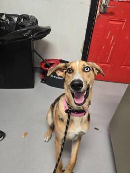 Raos -  Mixed Breed Dog for Adoption in West Chester, Pennsylvania - Raos | PetCurious