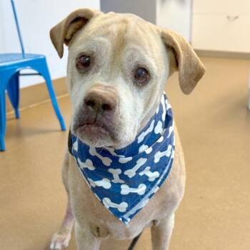 Sierra -  Mixed Breed Dog for Adoption in Hendersonville, North Carolina - Sierra | PetCurious