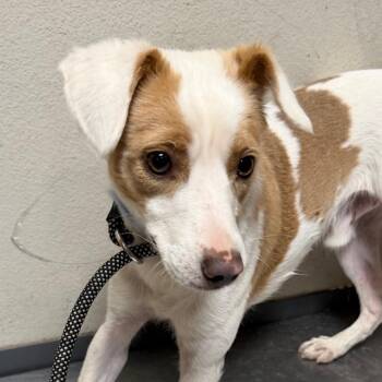 snoopy -  Mixed Breed Dog for Adoption in Yuma, Arizona - Snoopy | PetCurious