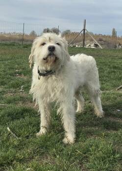 Mixed Breed Dogs Available for Adoption in Othello, Washington - Yokohoma | PetCurious