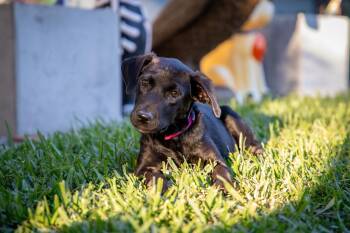 Rescue Black Labrador Retriever Dogs for Adoption in Zachary, Louisiana - Blossom | PetCurious