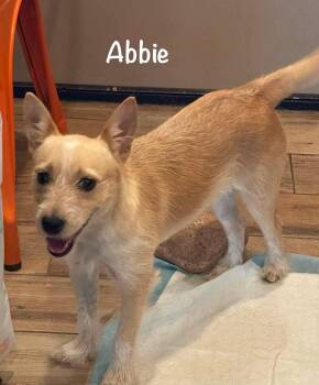 **ABBIE** -  Terrier Dog for Adoption in North Prairie, Wisconsin - **ABBIE** | PetCurious
