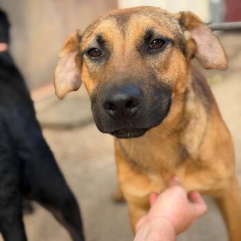 Graham Cracker -  German Shepherd Dog and Mixed Breed Dog for Adoption in Fort Smith, Arkansas - Graham Cracker | PetCurious