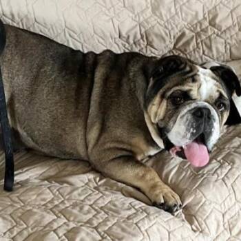 Rescue English Bulldog Dogs for Adoption in Chula Vista, California - Rosie | PetCurious