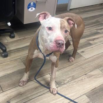 Torres -  Mixed Breed Dog for Adoption in Henderson, Kentucky - Torres | PetCurious