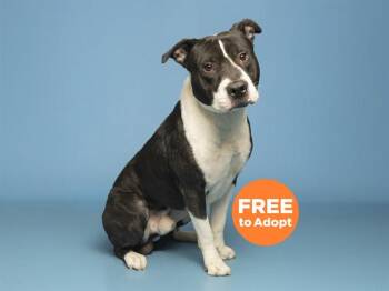 Pit Bull Terrier Dogs Available for Adoption in Phoenix, Arizona - BOLT | PetCurious