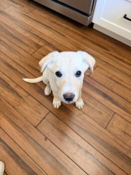 Almond -  Labrador Retriever and Shepherd Dog for Adoption in Sunnyvale, California - Almond | PetCurious
