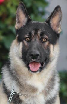Rescue German Shepherd Dog Dogs for Adoption in Los Angeles, California - *Wolfie Von Witten | PetCurious