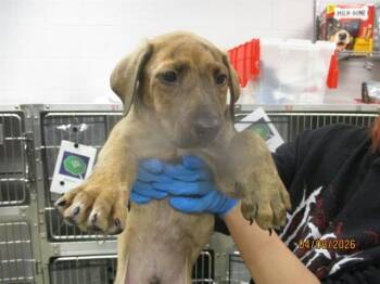 Pit Bull Terrier and Mixed Breed Dogs Available for Adoption in Oklahoma City, Oklahoma - A472365 | PetCurious