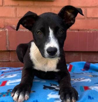Fudgie -  Mixed Breed Dog for Adoption in Groveland, Massachusetts - Fudgie | PetCurious