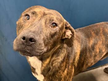 Isaac -  Mixed Breed Dog for Adoption in Henderson, North Carolina - Isaac | PetCurious